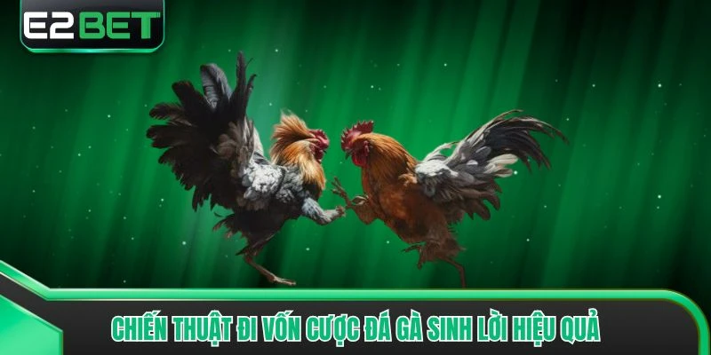 Chiến thuật đi vốn cược đá gà sinh lời hiệu quả