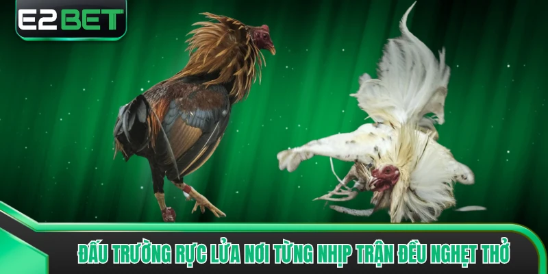 Đấu trường rực lửa nơi từng nhịp trận đều nghẹt thở