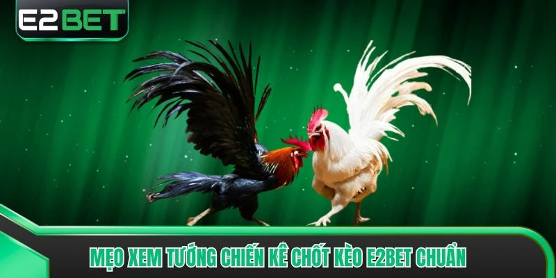 Mẹo xem tướng chiến kê chốt kèo E2bet chuẩn