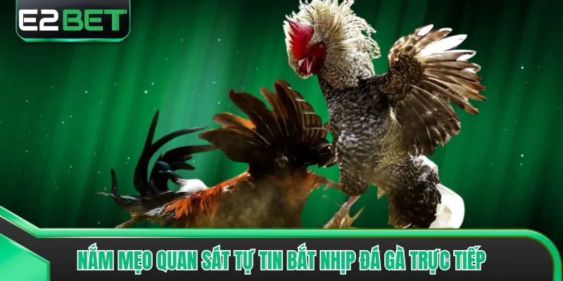 Nắm mẹo quan sát tự tin bắt nhịp đá gà trực tiếp