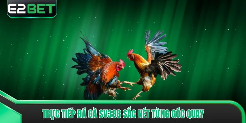 Trực tiếp đá gà SV388 sắc nét từng góc quay